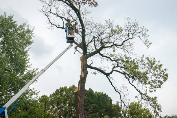 Best Hazardous Tree Removal  in Springfield, MI